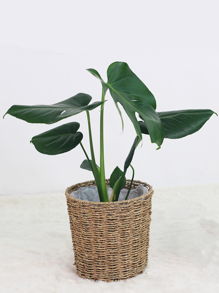 plante d'int&eacute;rieur Monstera